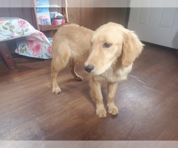 Medium Photo #65 Golden Retriever Puppy For Sale in FALCON, CO, USA