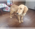 Small #7 Golden Retriever