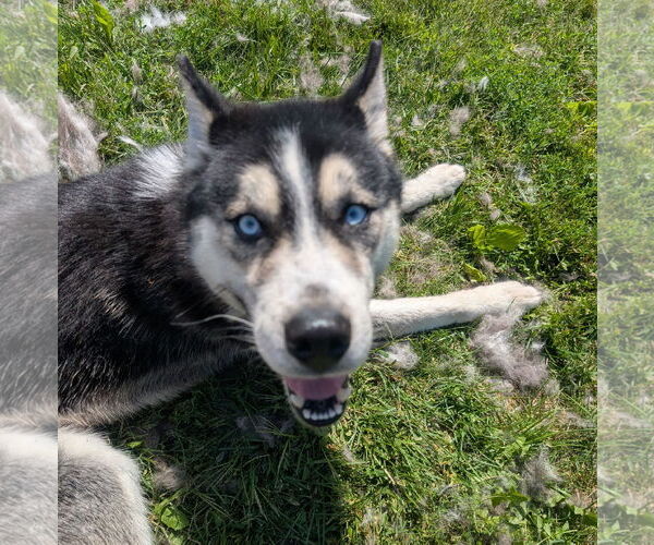 Medium Photo #6 Huskies -Unknown Mix Puppy For Sale in Brooklyn Center, MN, USA