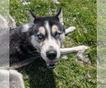 Small #5 Huskies  Mix