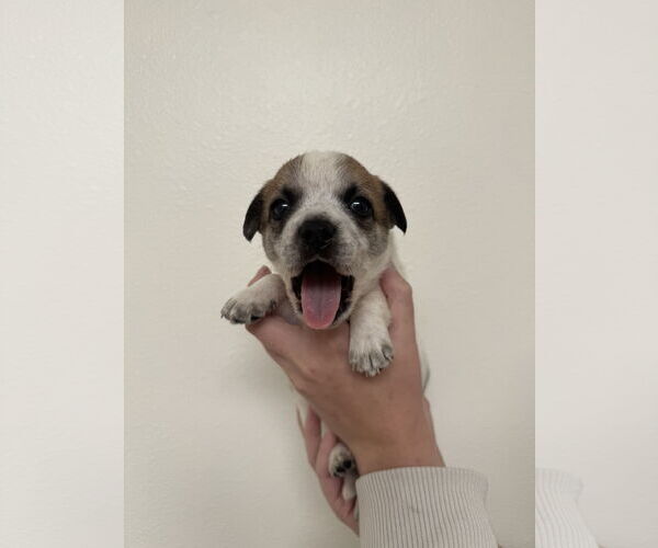 Medium Photo #3 Boston Huahua Puppy For Sale in Bellevue, WA, USA