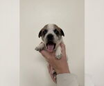 Small #2 Boston Huahua