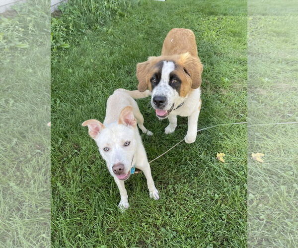 Medium Photo #5 Alaskan Malamute-Staffordshire Bull Terrier Mix Puppy For Sale in Duluth, MN, USA