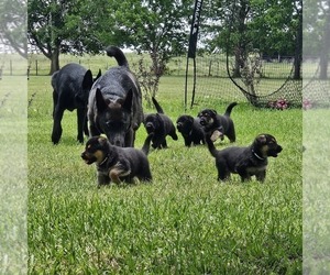 German Shepherd Dog Puppy for sale in NAVASOTA, TX, USA