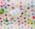 Small #13 Shih Tzu