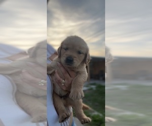 Golden Retriever Puppy for sale in TEMPLE TERRACE, FL, USA