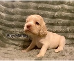 Small Photo #2 Cocker Spaniel Puppy For Sale in SUMTER, SC, USA