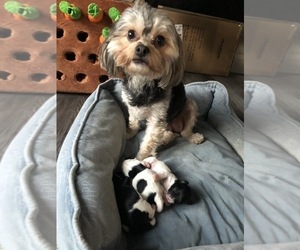 Mother of the Morkie puppies born on 04/28/2022