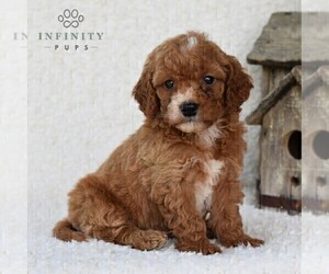 Cavapoo Puppy for sale in DORNSIFE, PA, USA