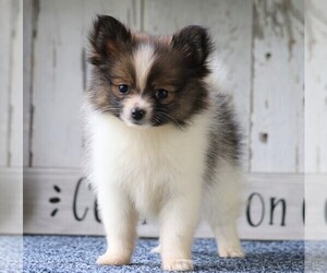 Pomeranian Puppy for sale in FREDERICKSBG, OH, USA