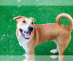 Small #1 Labrador Retriever Mix