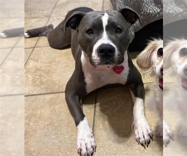 Medium Photo #2 Staffordshire Bull Terrier-Unknown Mix Puppy For Sale in San Antonio, TX, USA