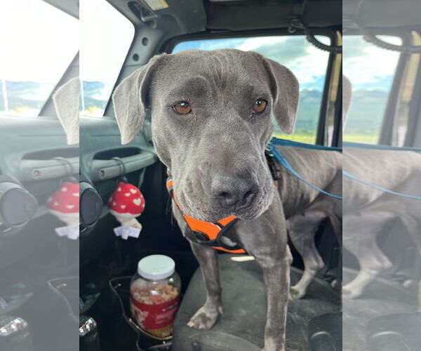 Medium Photo #3 American Pit Bull Terrier-Unknown Mix Puppy For Sale in Polson, MT, USA