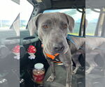 Small #2 American Pit Bull Terrier Mix