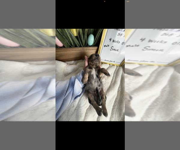 Medium Photo #6 Dachshund Puppy For Sale in NILES, MI, USA