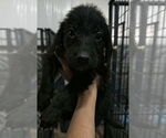 Small Poodle (Standard) Mix