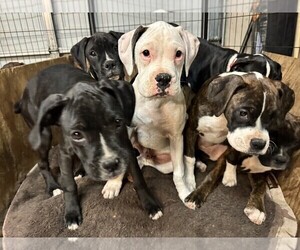 Boxer Litter for sale in WINCHESTER, CA, USA