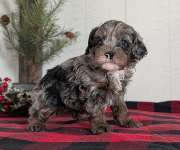 Medium Photo #6 Cockapoo (Miniature) Puppy For Sale in GOSHEN, IN, USA