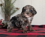 Small #5 Cockapoo (Miniature)