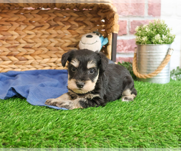 Medium Photo #1 Schnauzer (Miniature) Puppy For Sale in SYRACUSE, IN, USA