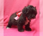 Small Photo #4 ShihPoo Puppy For Sale in BUFFALO, MO, USA