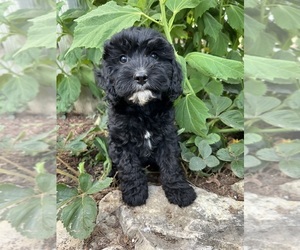 Cavapoo Puppy for sale in LATHAM, MO, USA