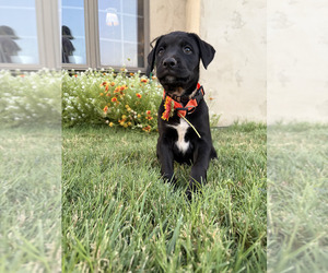 Medium Cane Corso-Doberman Pinscher Mix