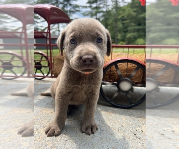 Medium Photo #10 Labrador Retriever Puppy For Sale in NEOLA, WV, USA