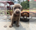 Small #9 Labrador Retriever