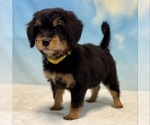 Puppy 2 Bernedoodle (Miniature)
