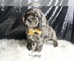 Small Photo #40 Cocker Spaniel Puppy For Sale in WARSAW, IN, USA