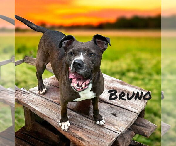 Medium Photo #4 American Pit Bull Terrier Puppy For Sale in Sykesville, MD, USA