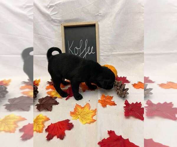 Medium Photo #20 Pug Puppy For Sale in BRIDGEWATER, VA, USA