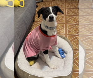 Oreo - Female Mutt Dog for Adoption - Photo #12