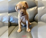 Small Photo #4 Dogue de Bordeaux Puppy For Sale in CINCINNATI, OH, USA