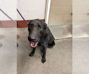 Labrador Retriever Dogs for adoption in Downey, CA, USA