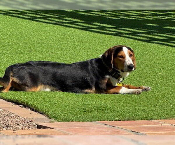 Medium Photo #3 Australian Shepherd-Basset Hound Mix Puppy For Sale in Tucson, AZ, USA
