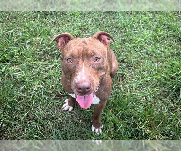 Medium Photo #3 American Pit Bull Terrier Puppy For Sale in Ocala, FL, USA