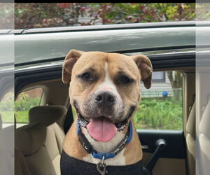 American Staffordshire Terrier-Unknown Mix Dogs for adoption in Raleigh, NC, USA