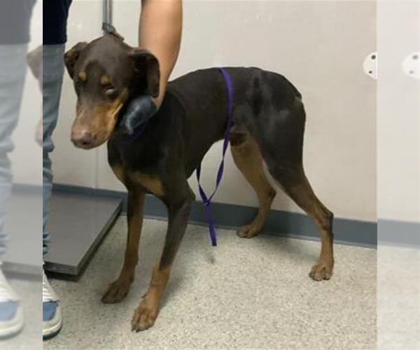 Medium Photo #1 Doberman Pinscher-Unknown Mix Puppy For Sale in Visalia, CA, USA