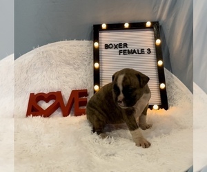 Boxer Puppy for sale in EDWARDSBURG, MI, USA