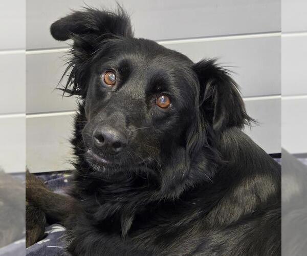 Medium Photo #1 Borador Puppy For Sale in San Diego, CA, USA