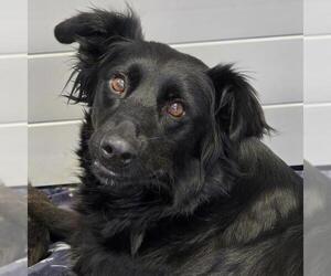 Borador Dogs for adoption in San Diego, CA, USA