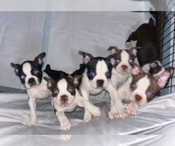 Medium Photo #2 Boston Terrier Puppy For Sale in ARLINGTON, WA, USA