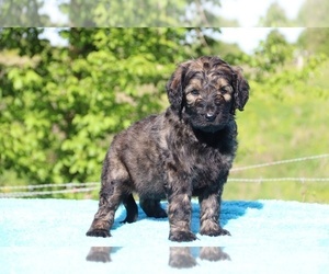 Goldendoodle Puppy for sale in UNION CITY, TN, USA