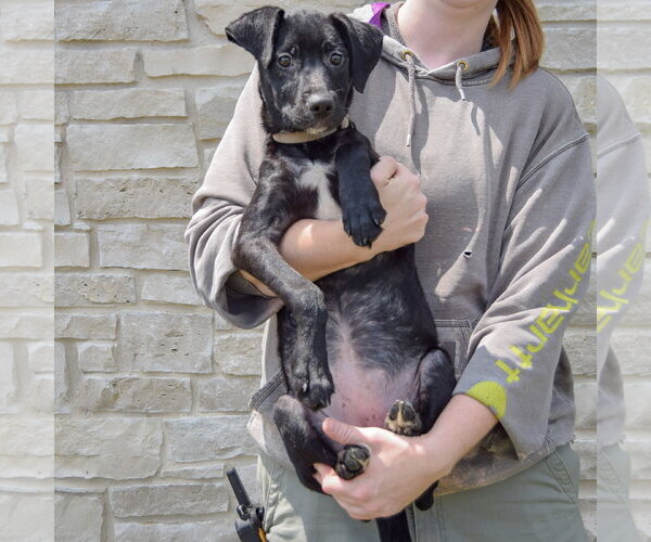 Medium Photo #4 Mutt Puppy For Sale in Huntley, IL, USA