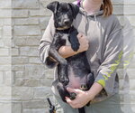 Small #3 Mutt