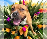 Small #1 American Pit Bull Terrier