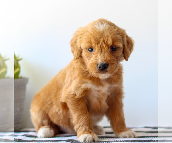 Medium Photo #5 Goldendoodle Puppy For Sale in LITITZ, PA, USA