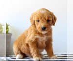 Small #4 Goldendoodle